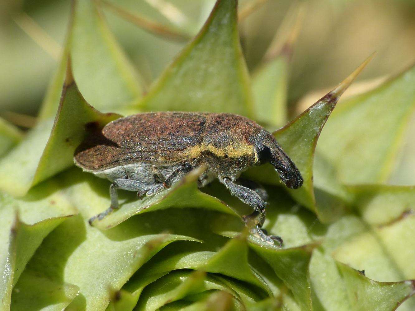 Il mistero dei Larinus di Tolfa: L. ochreatus e L. cynarae